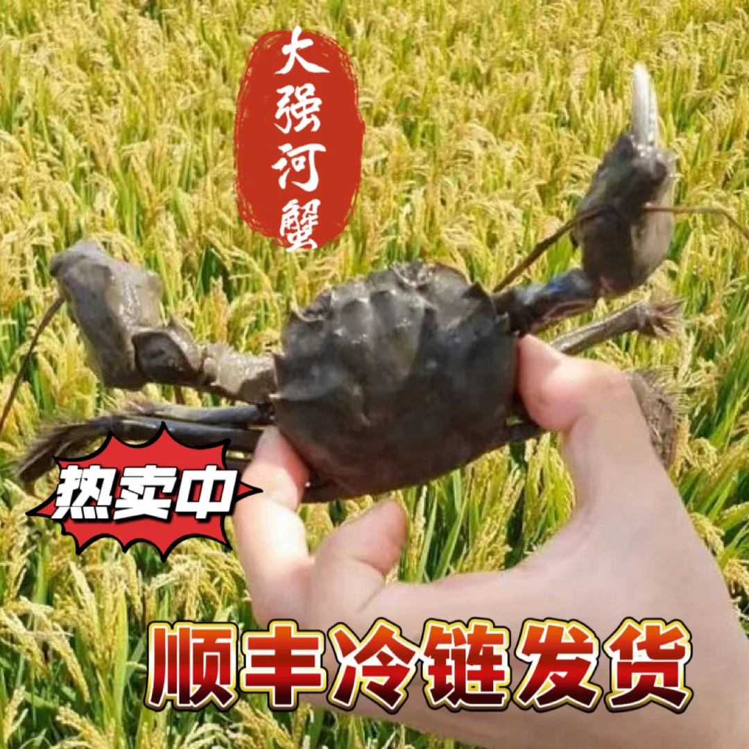 【活蟹】盘锦河蟹母蟹1-1.2两 25只 顺丰包邮