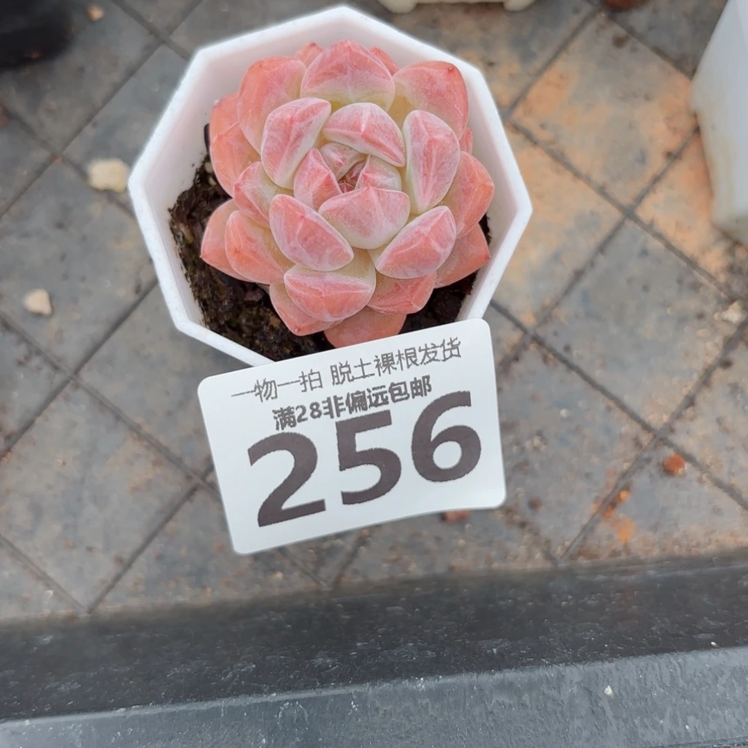 和田玉单头无盆土发货