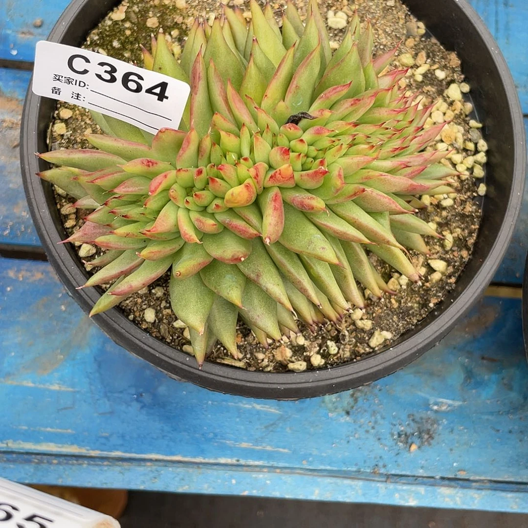 若如东云单拍C364