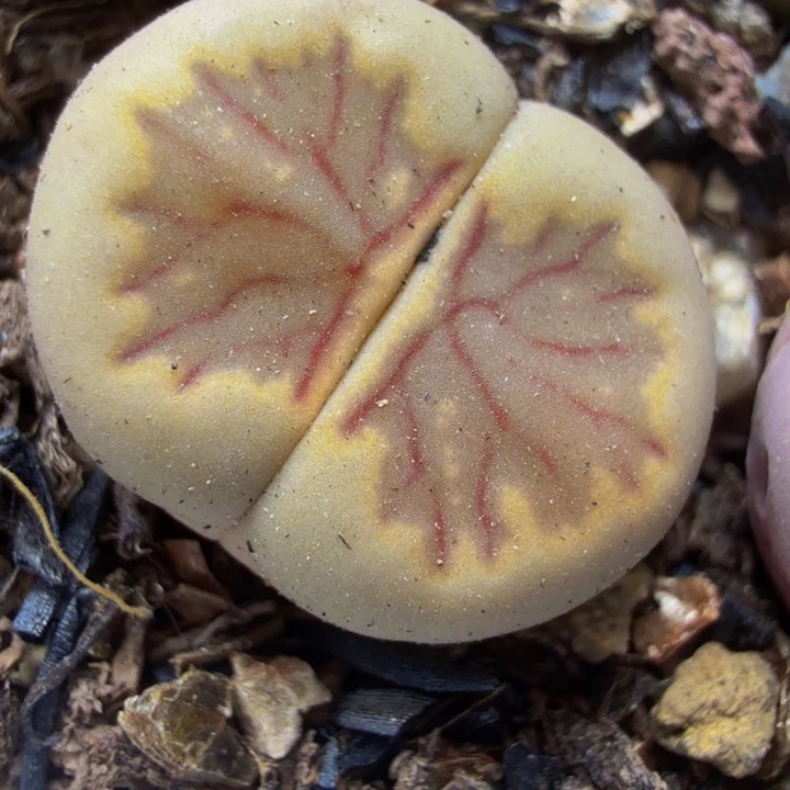 A***a多肉植物的生长发育50