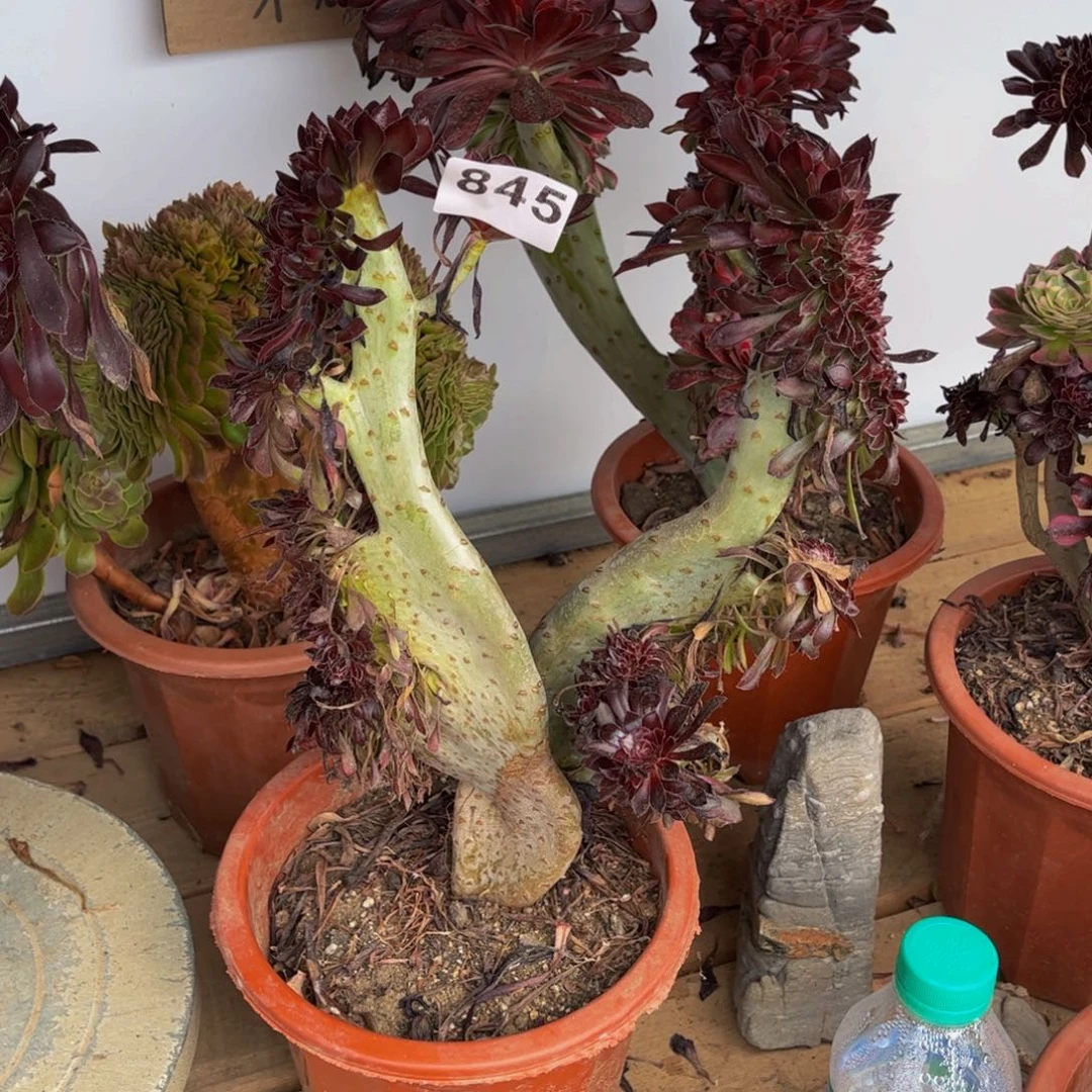 多肉植物黑法师翅膀缀845