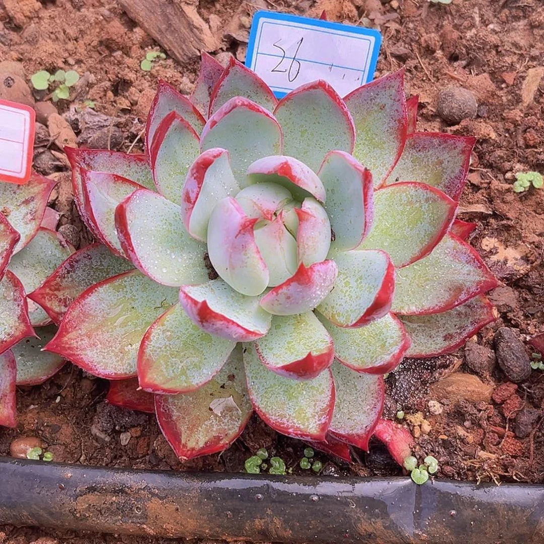 26号15公分9999999999