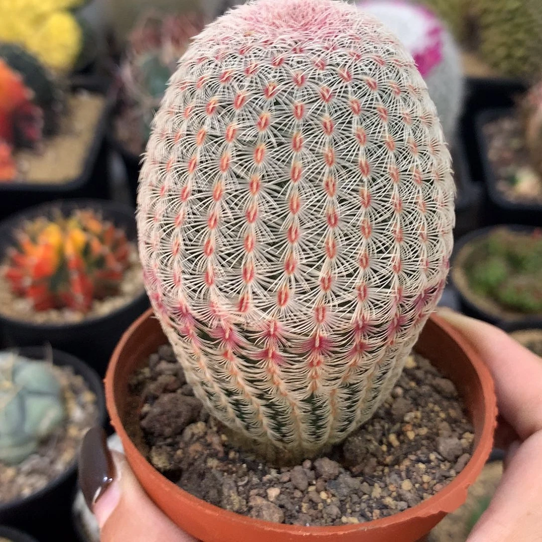 福利实生根胖红太阳