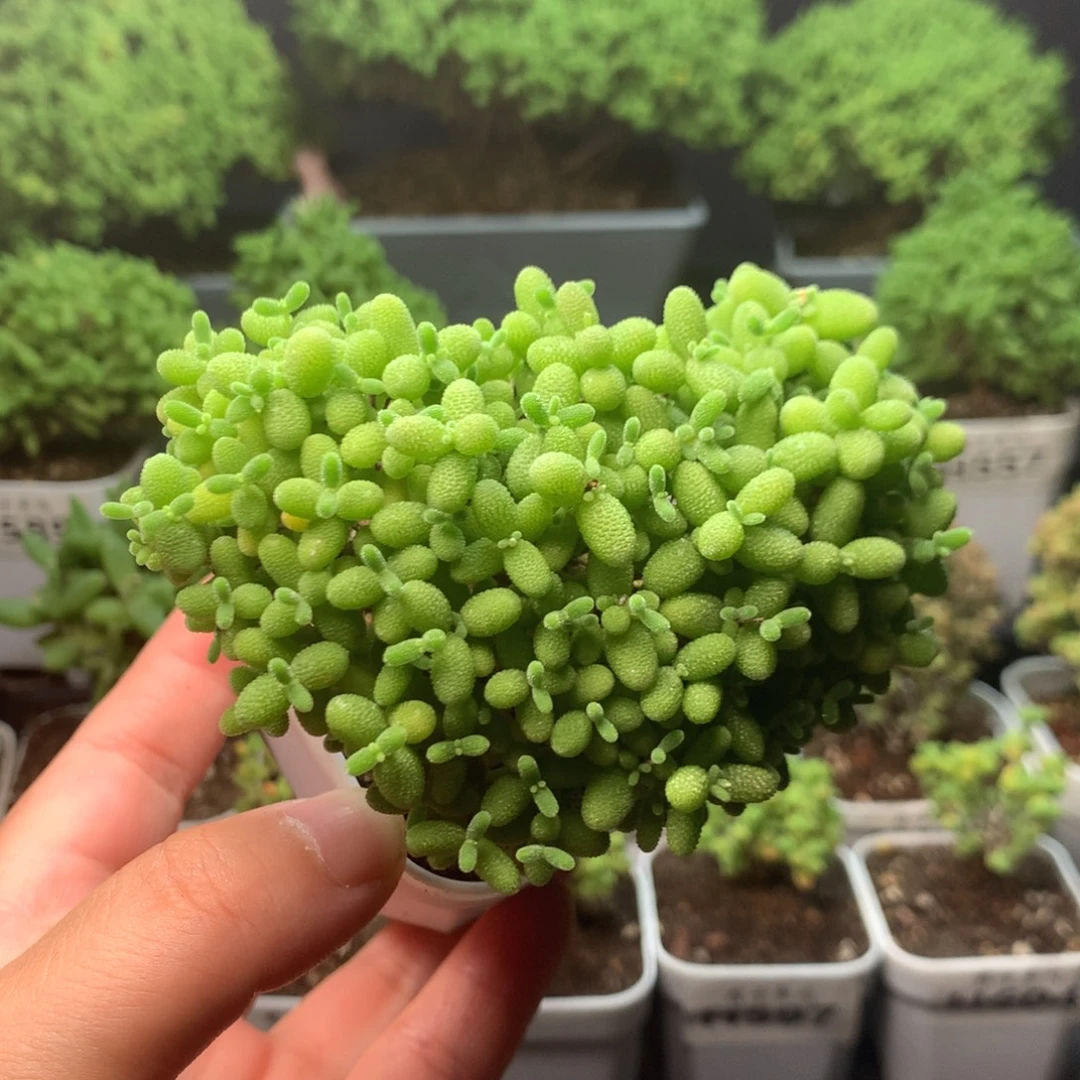 601蜜橘。
