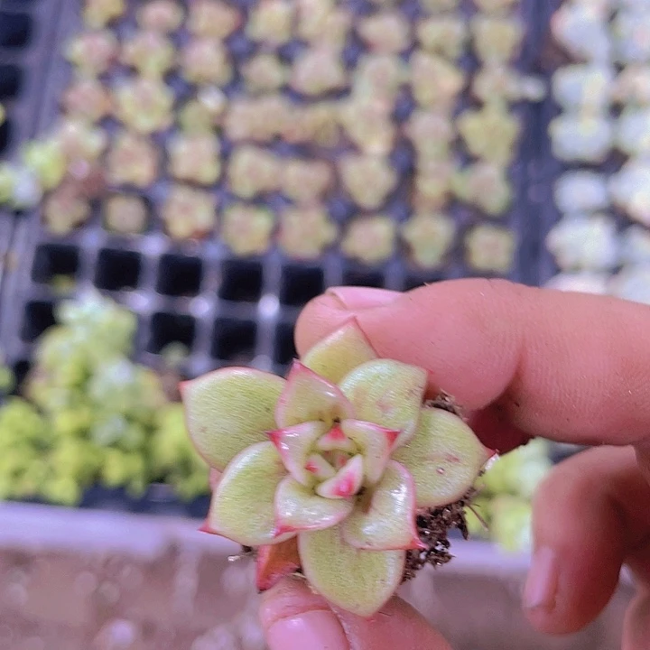 蔷薇玫瑰【满10颗包邮】