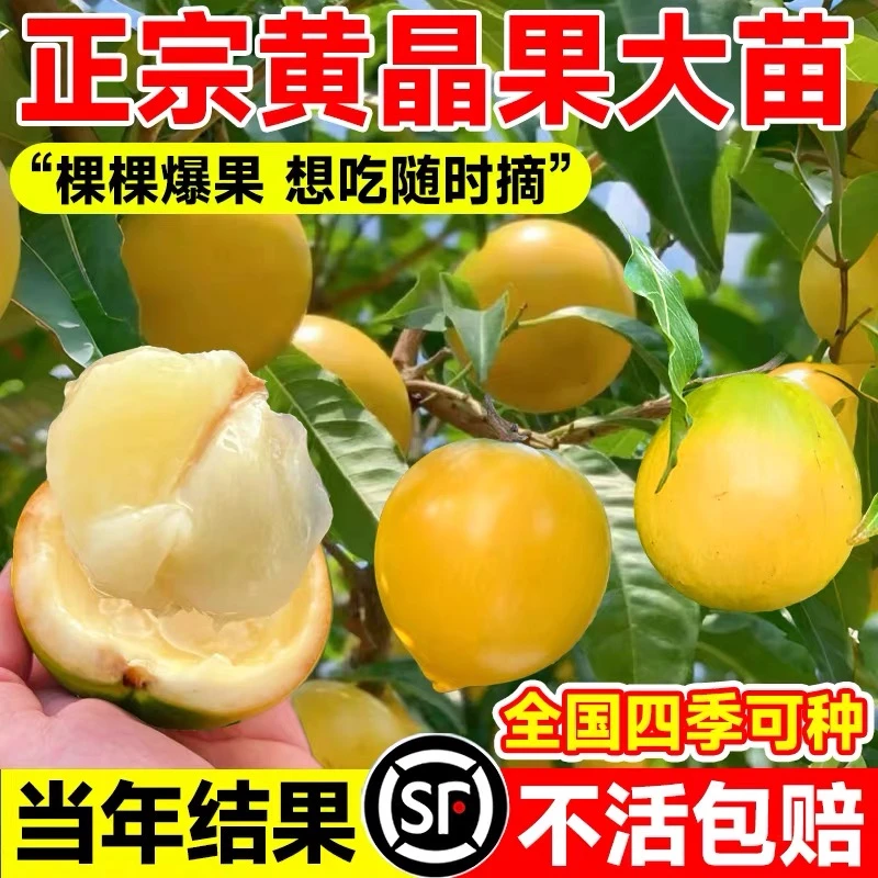 黄晶果树苗嫁接黄金果苗久蜜冬蜜四季当年结果南方种植早熟盆栽地