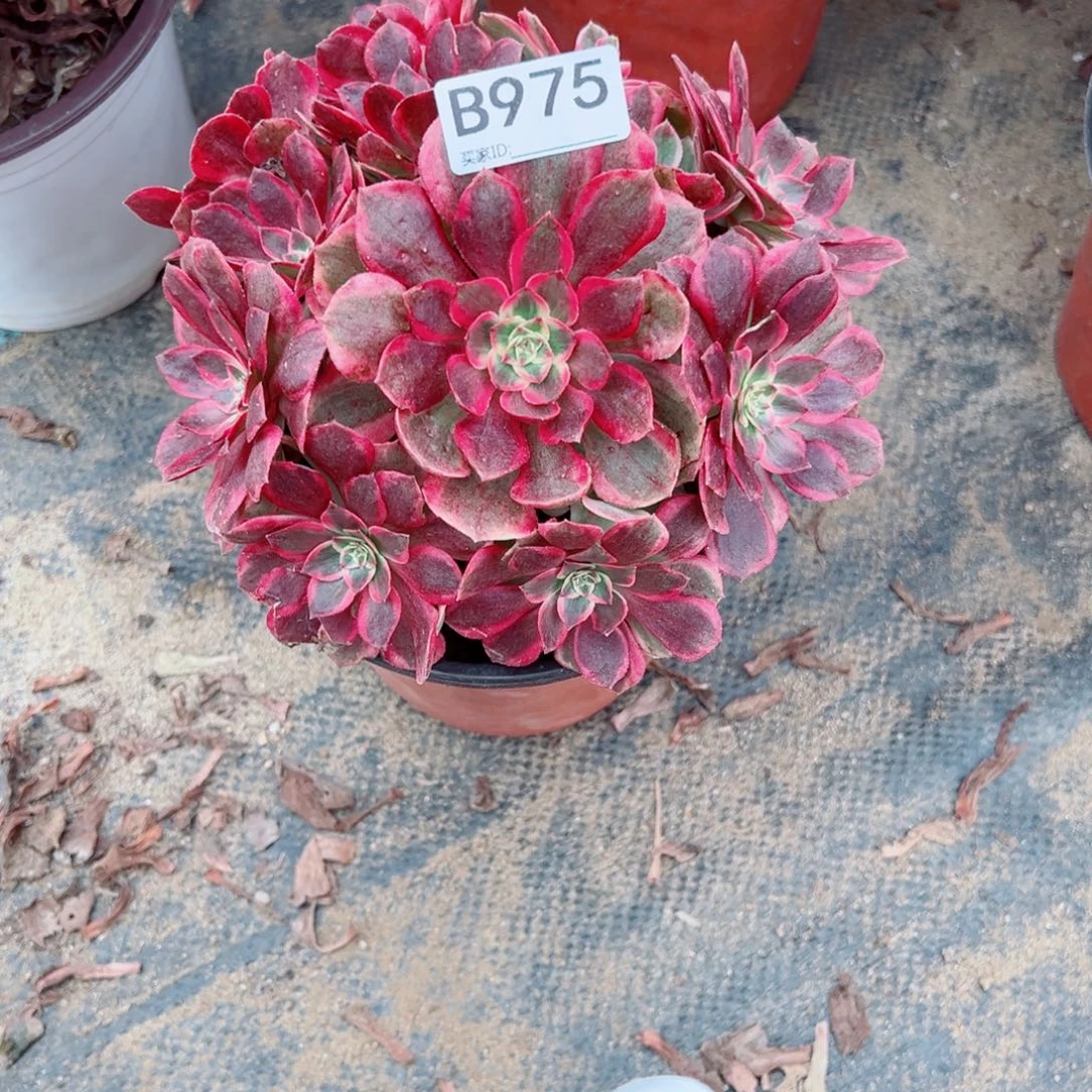 975云荷多肉植物法师