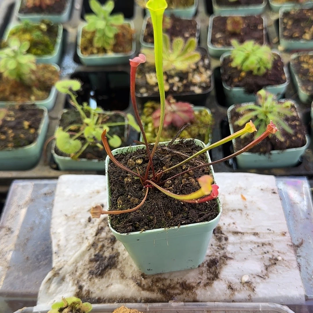 完全开放PWF64马克西玛瓶子草