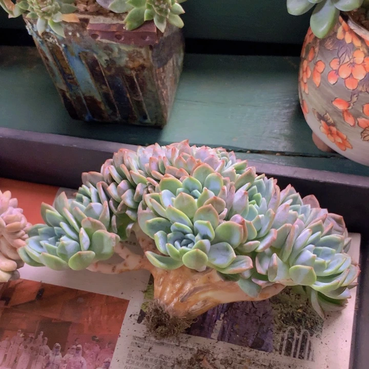 梦之雪朵朵无砍自然群