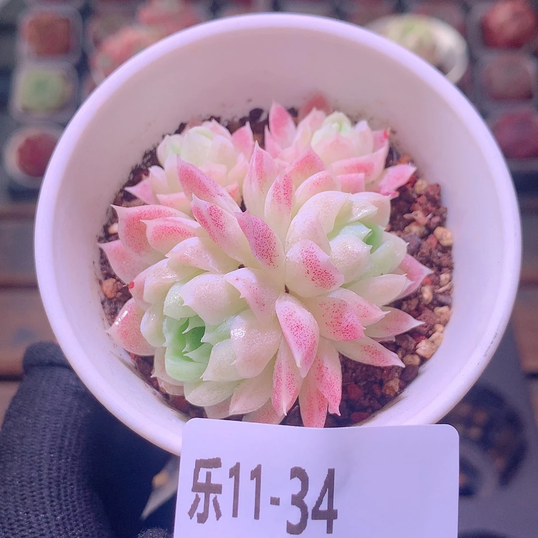 乐然11-34 白月影群