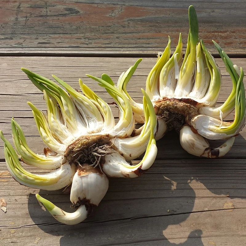 雕刻好漳州水仙花种球 耐寒好养浓香 水培年宵花盆栽室内水养植物