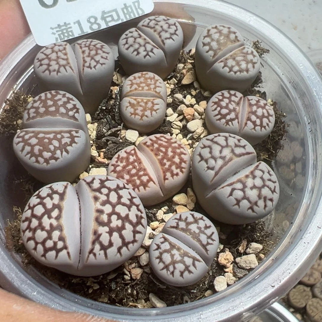 【闪购商品】 037。