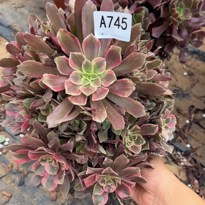赤霞飞多肉植物745.