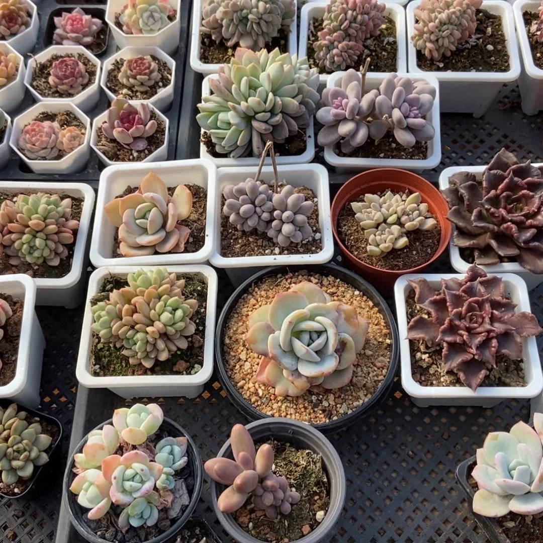 保温箱，低于零度一定拍