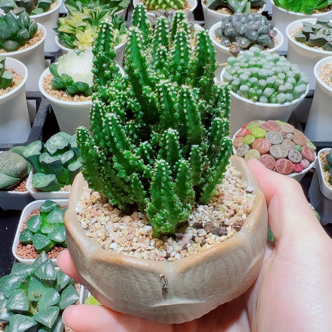 福利，大号万重山，6.9，666