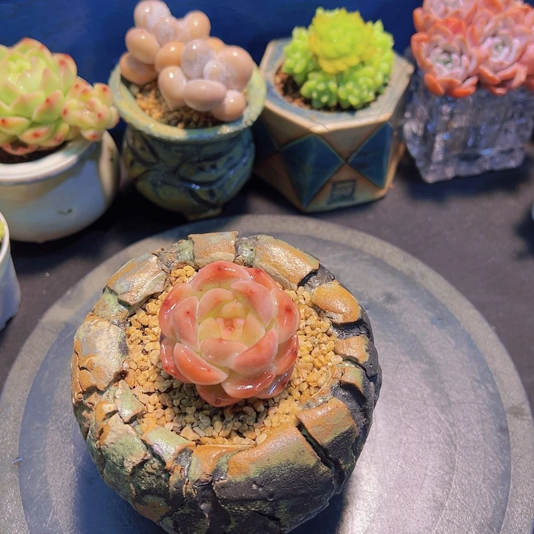 S****3白昼，多肉植物，