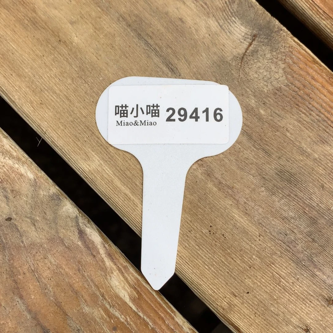 W***G多肉植物杂交珍妮