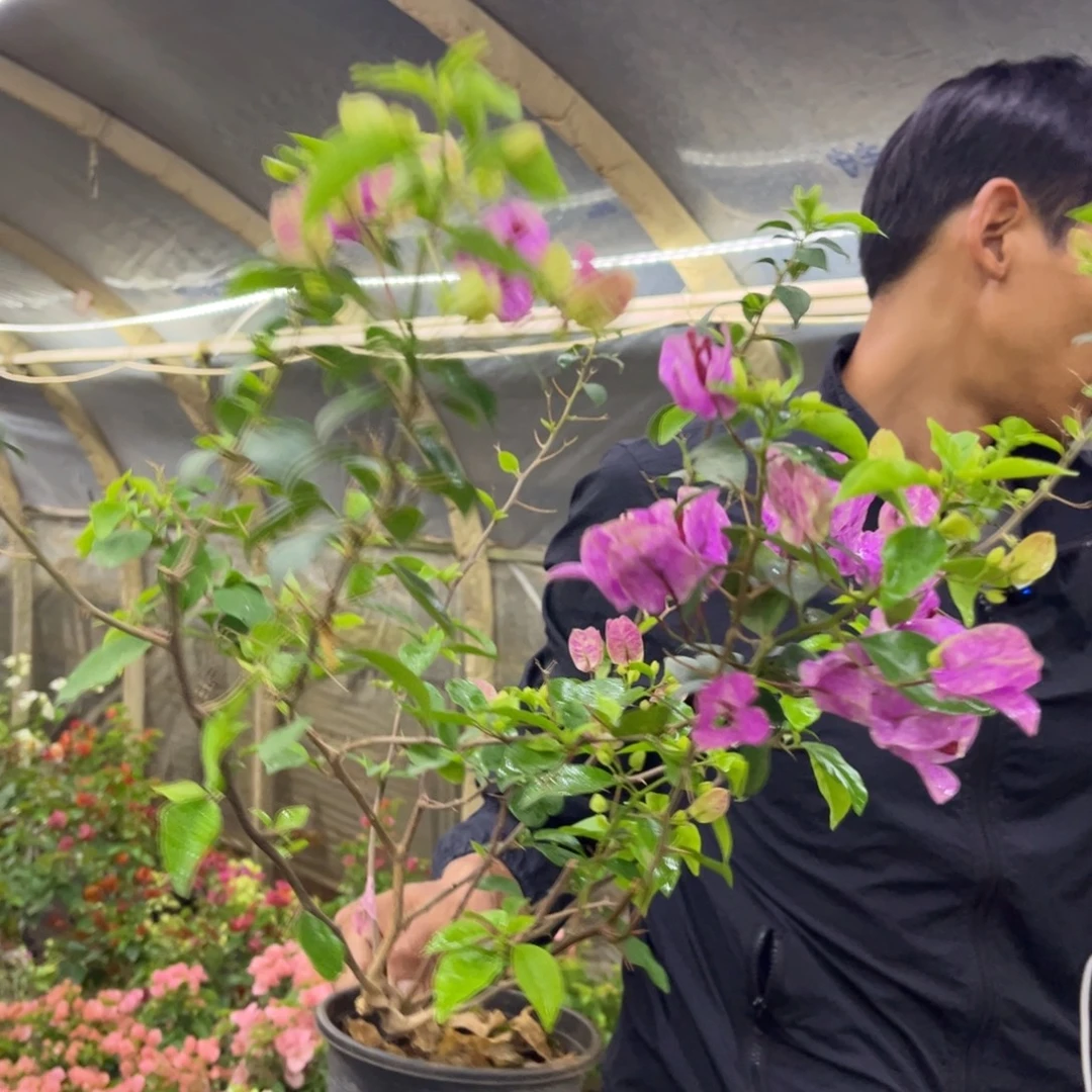 蓝***技完全开放（紫九月）三角梅会落花落叶会光杆苗有大有小