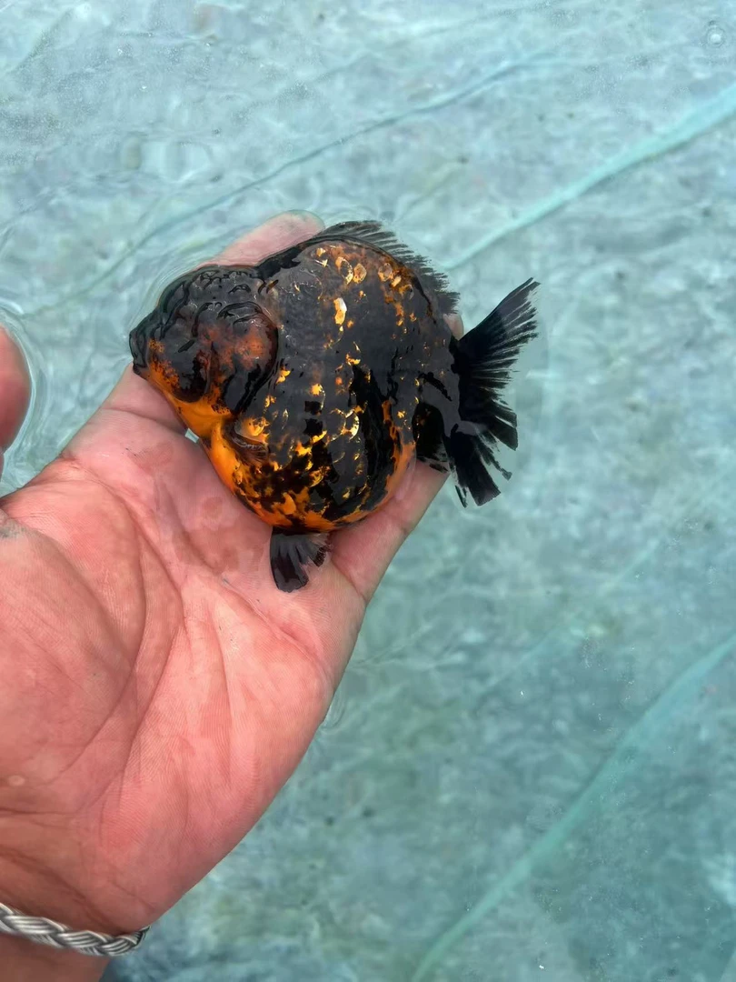 兰寿泰狮冷水观赏鱼