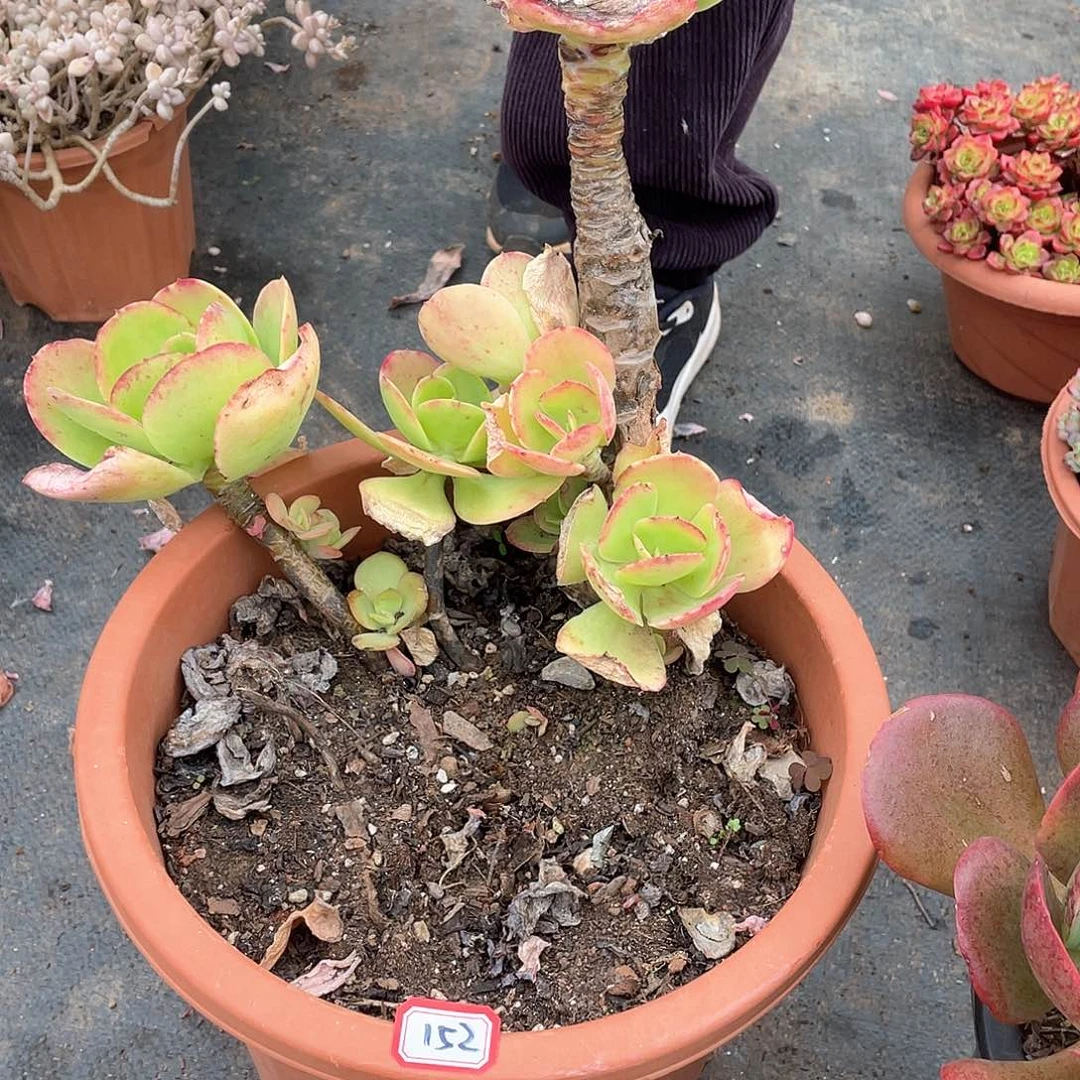 152柠檬卷 一物一拍多肉