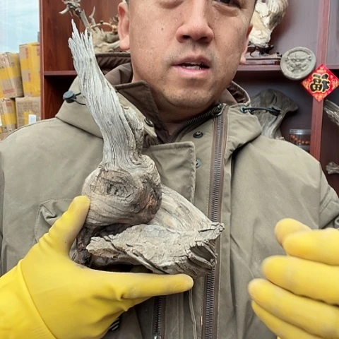 柏木秋**道崖柏毛料的设计