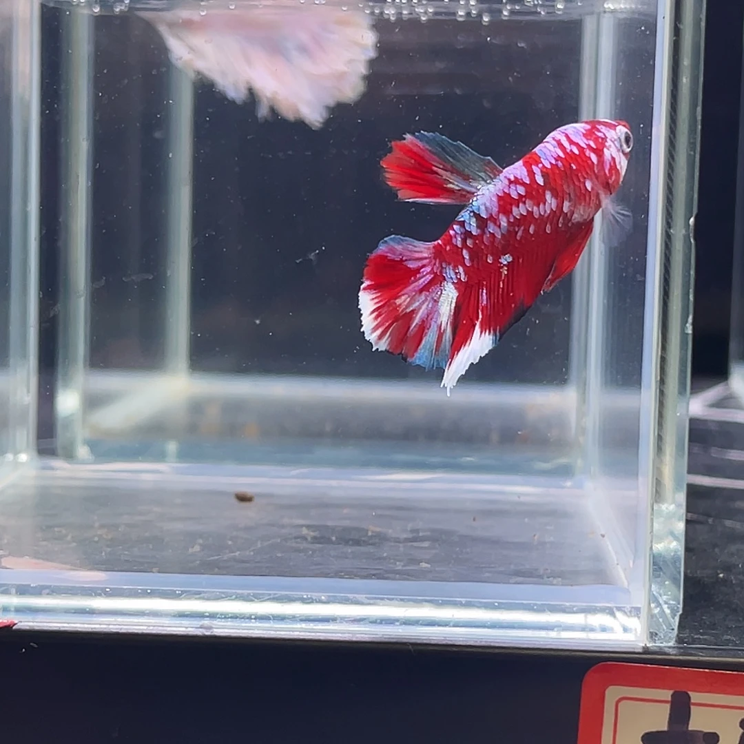 斗鱼印尼斗鱼，记得拍加热包012