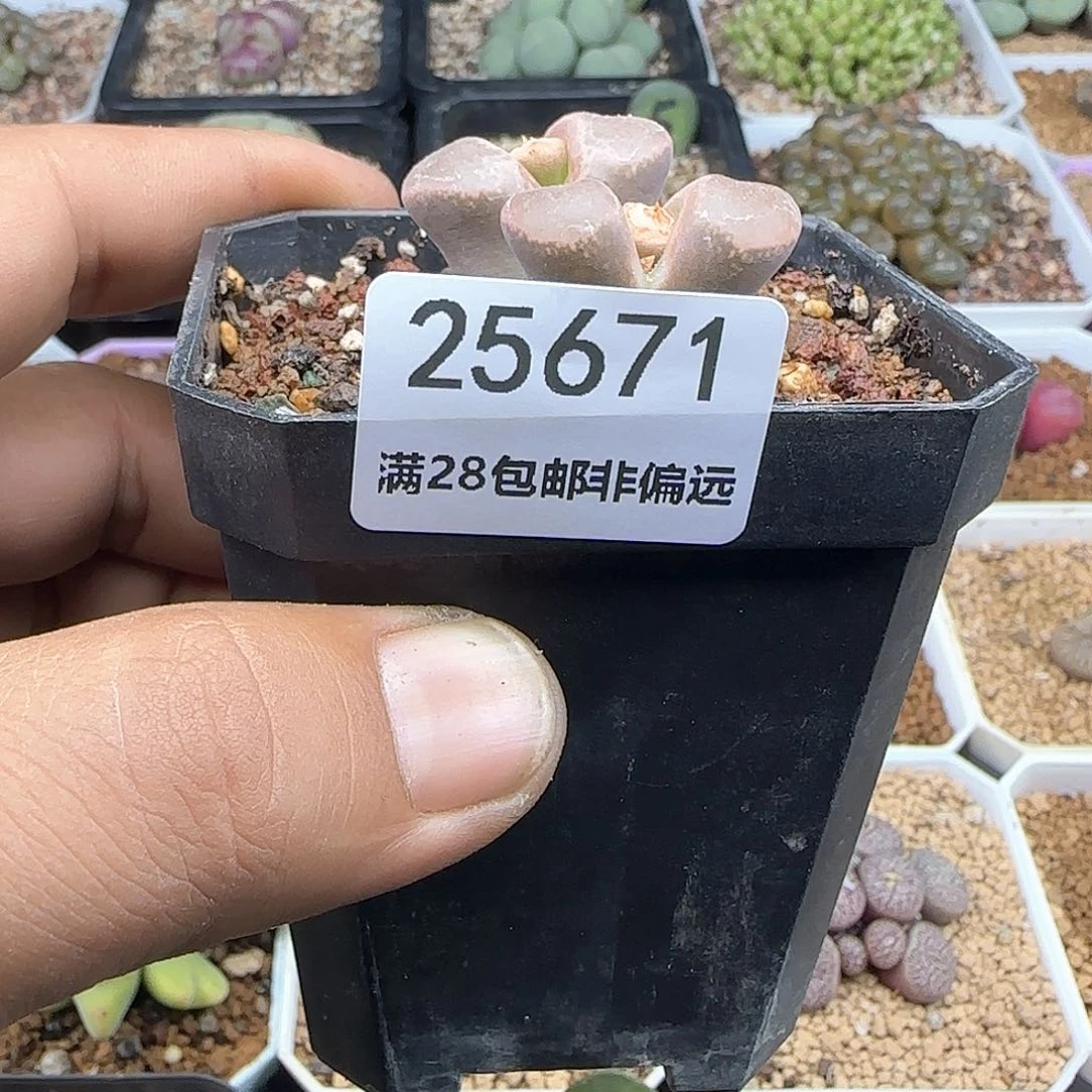 d**o脱土满28包邮25671