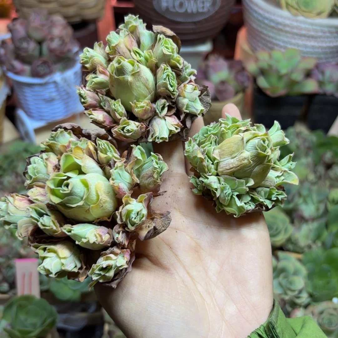 静***水山地玫瑰多肉植物花卉181