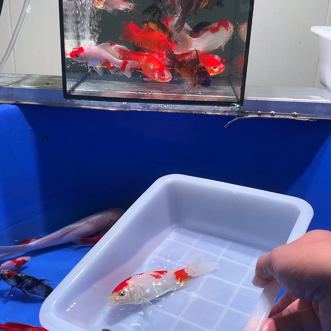 ****°海水观赏鱼福利多多11