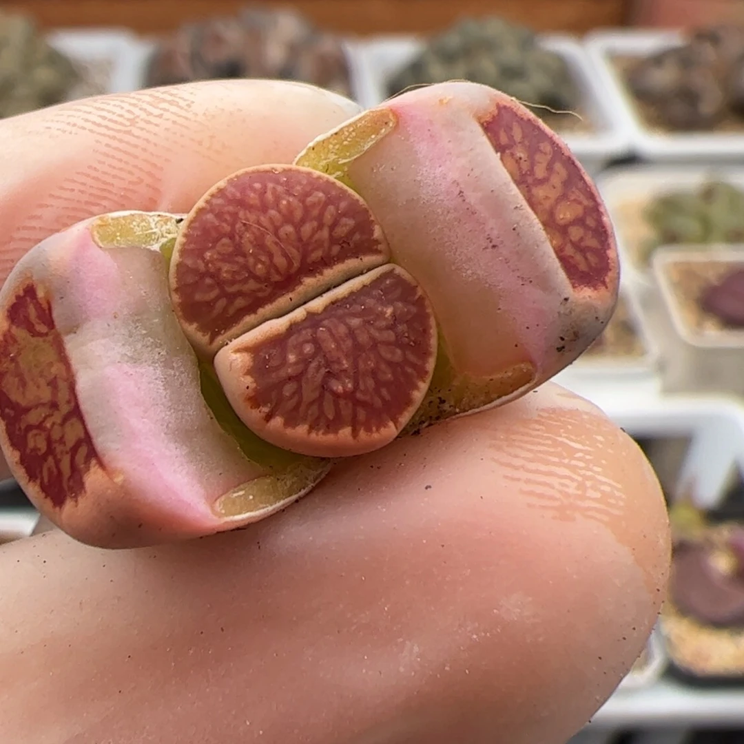 0735号 菊 多肉植物