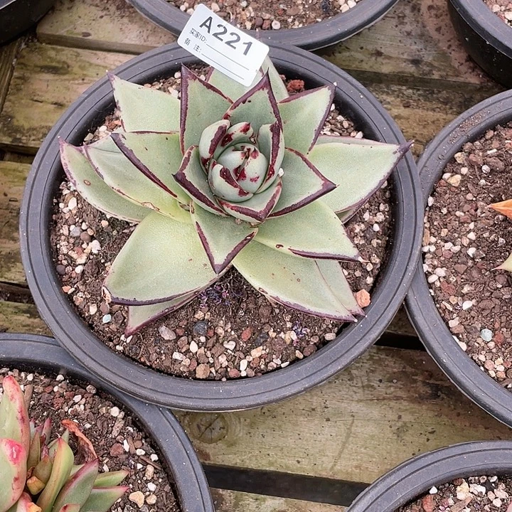 小***野若如东云单拍A221