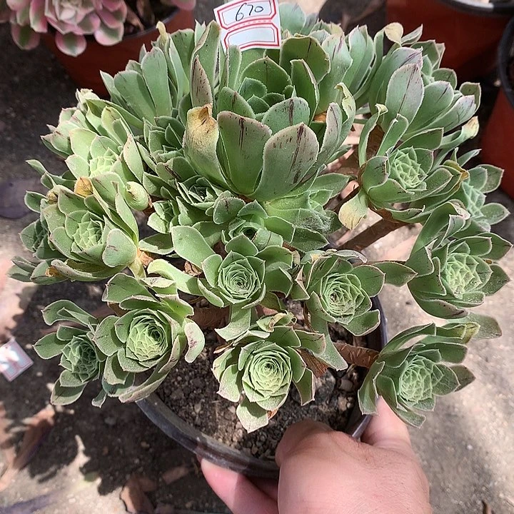670阳光玫瑰多肉植物