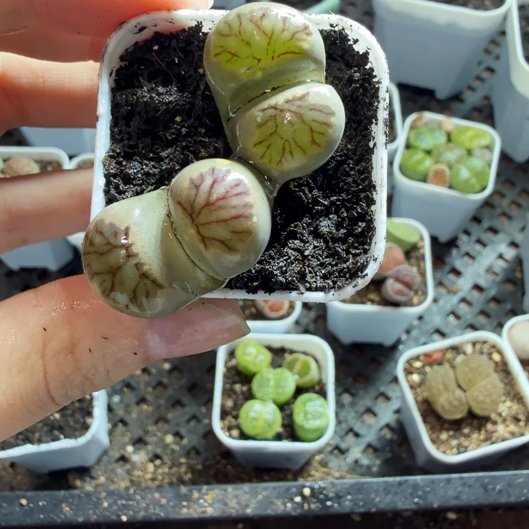 一***۶多肉植物和植物的生长149