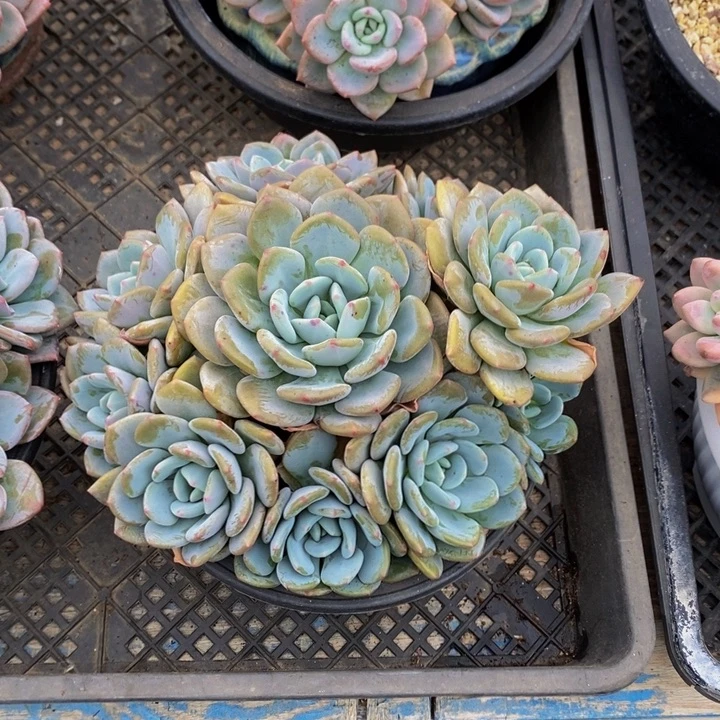 奶芙 多肉植物11111