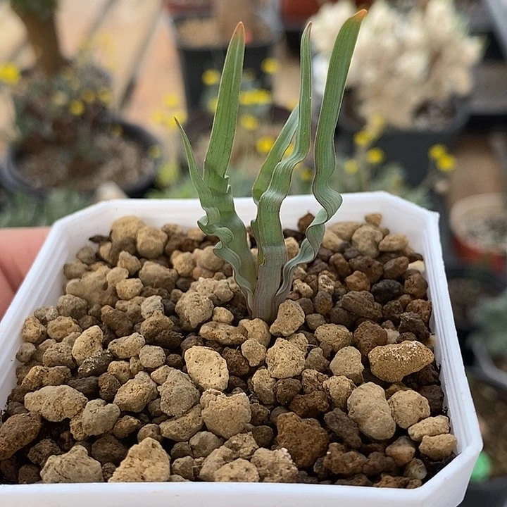 6006海带弹簧草一一一一带盆