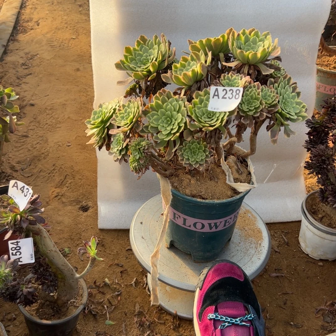 有伤嘉年华238满28包邮