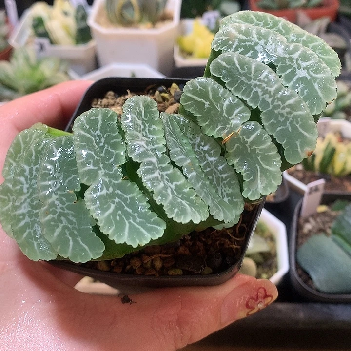 实生玉扇一物一拍