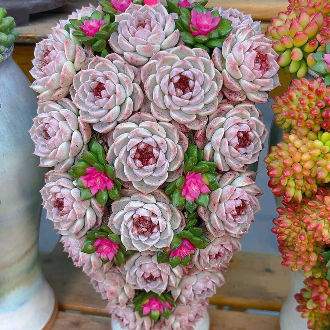 025糖心玫瑰多肉组合