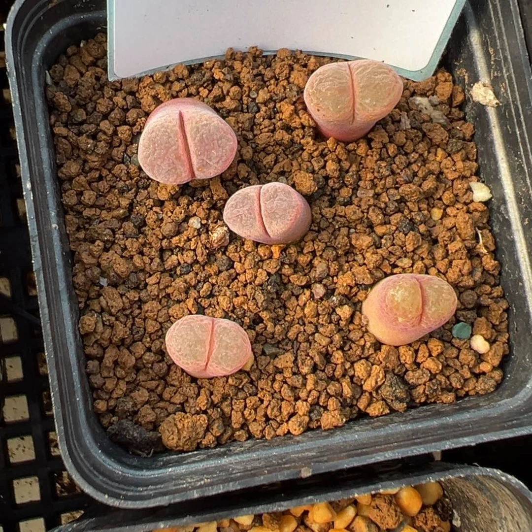 17-182量拍梅萨特选红风铃一颗