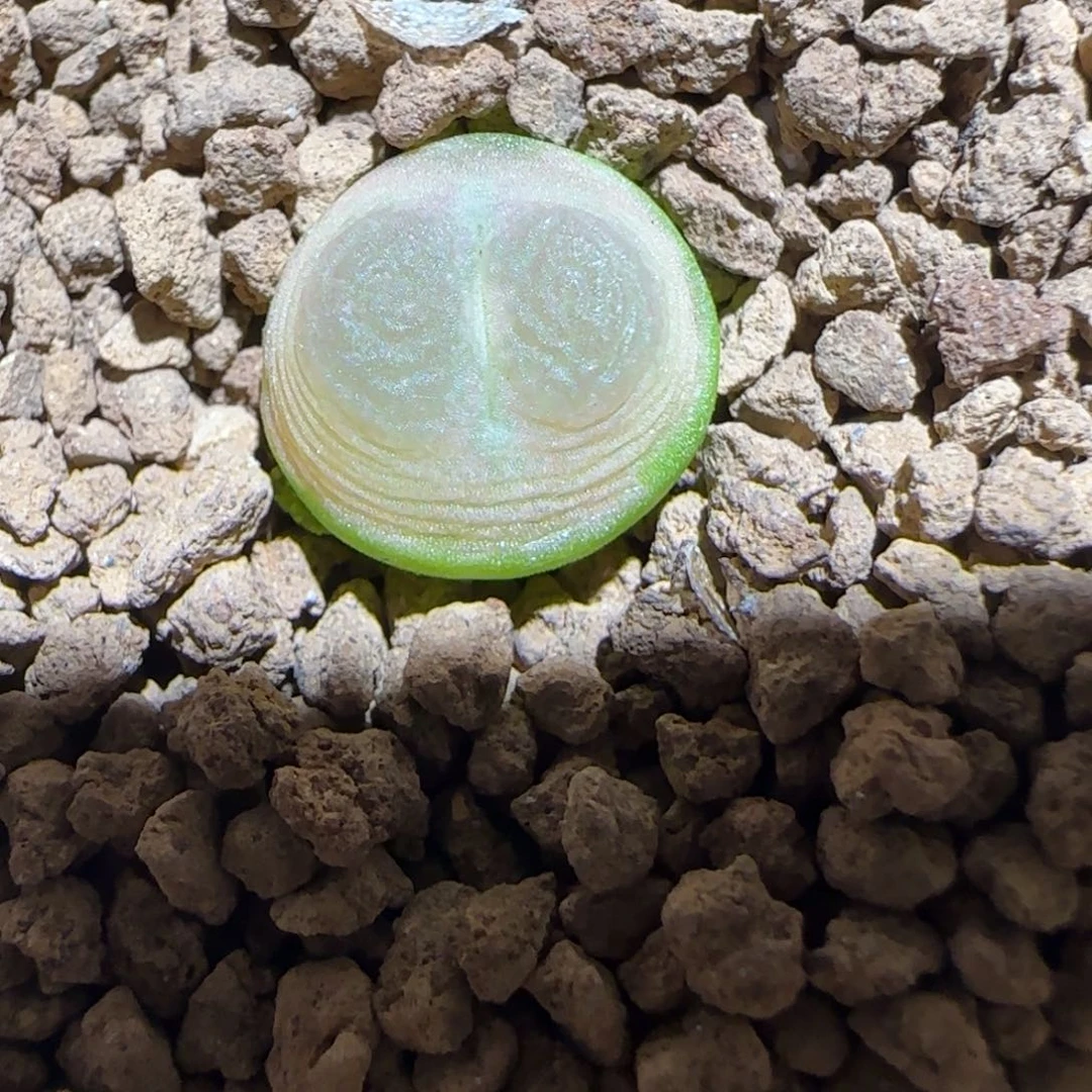 肉锥多肉植物组合-sh1200拉登1174