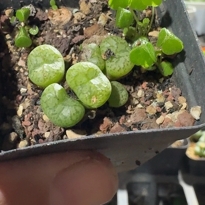 密密麻麻密密麻麻吗1062