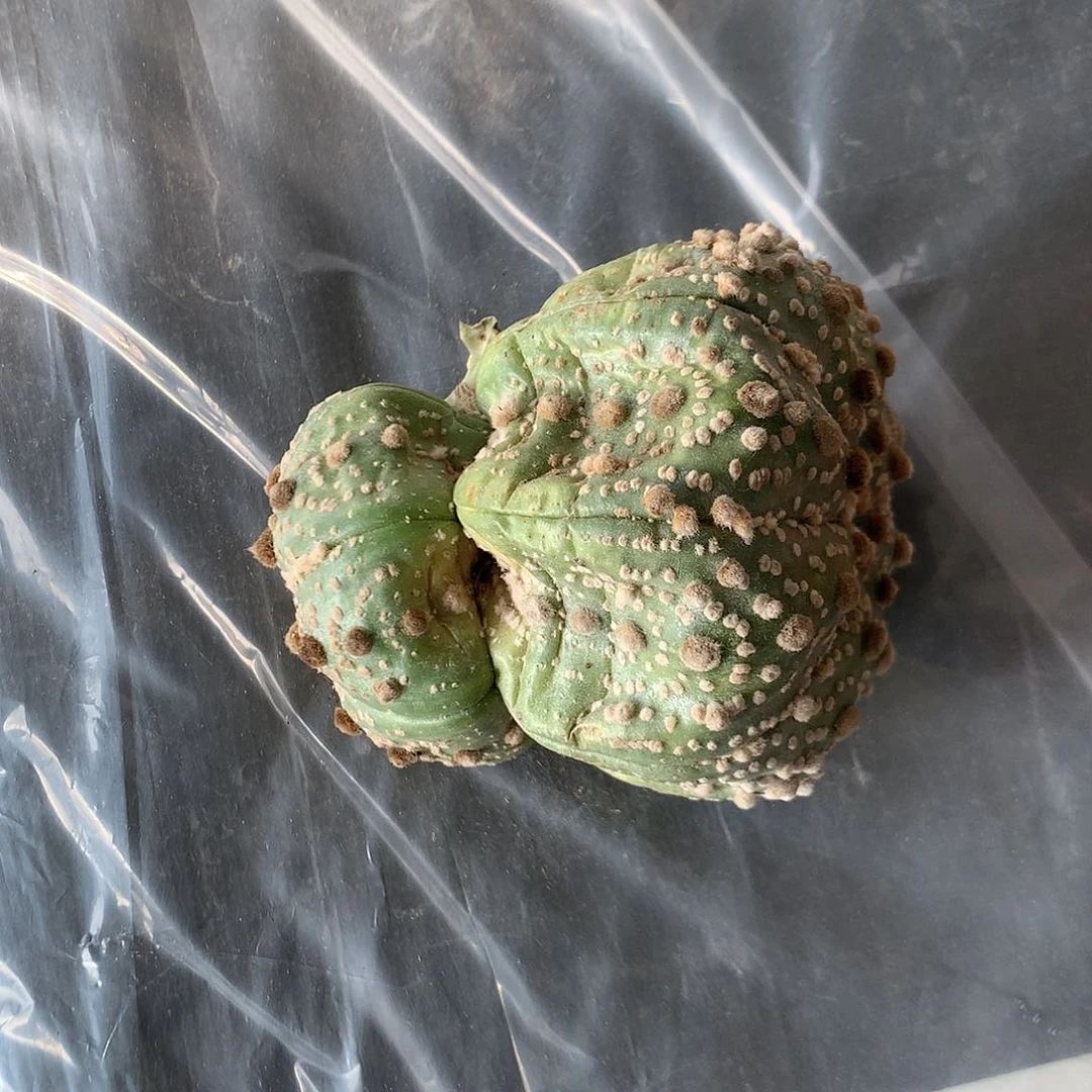 【闪购商品】?****?一兜兜兜兜