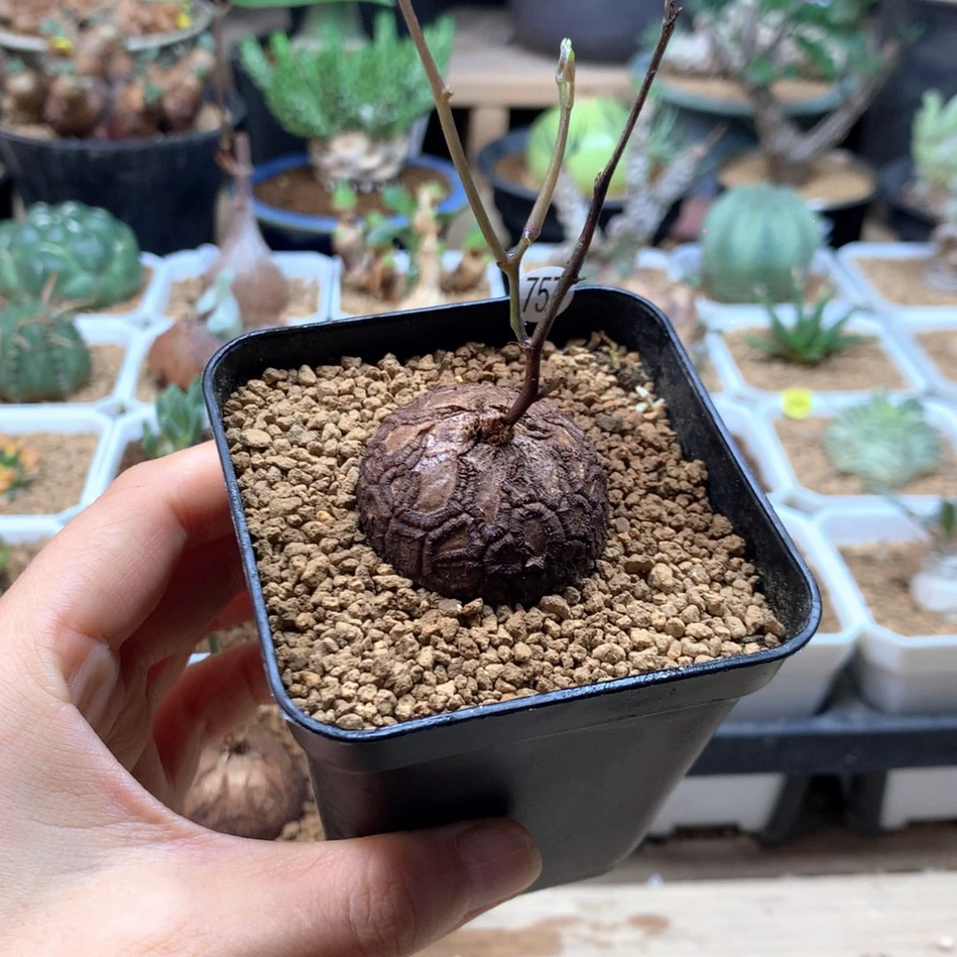 正圆南非龟甲龙带盆757