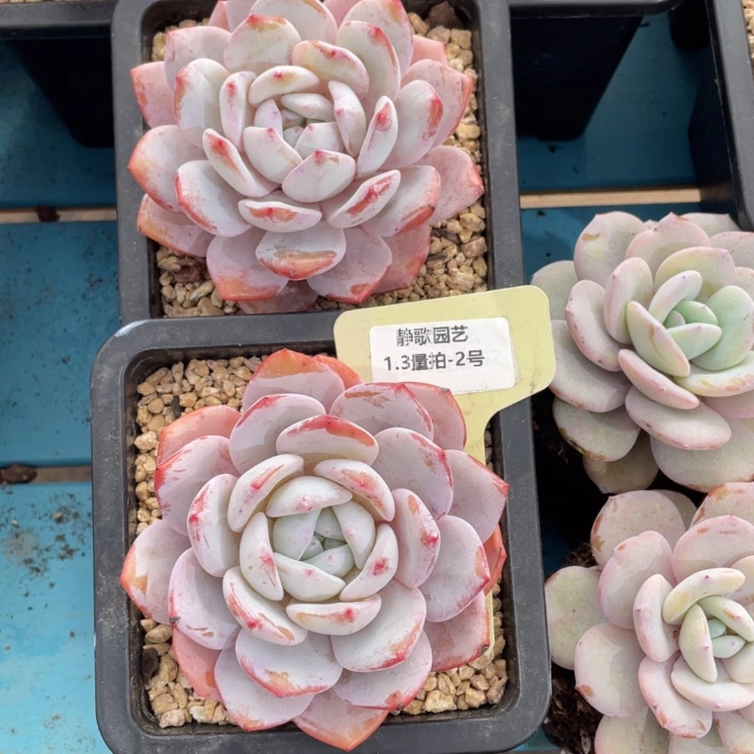 0103-2-雪茶的单头一颗