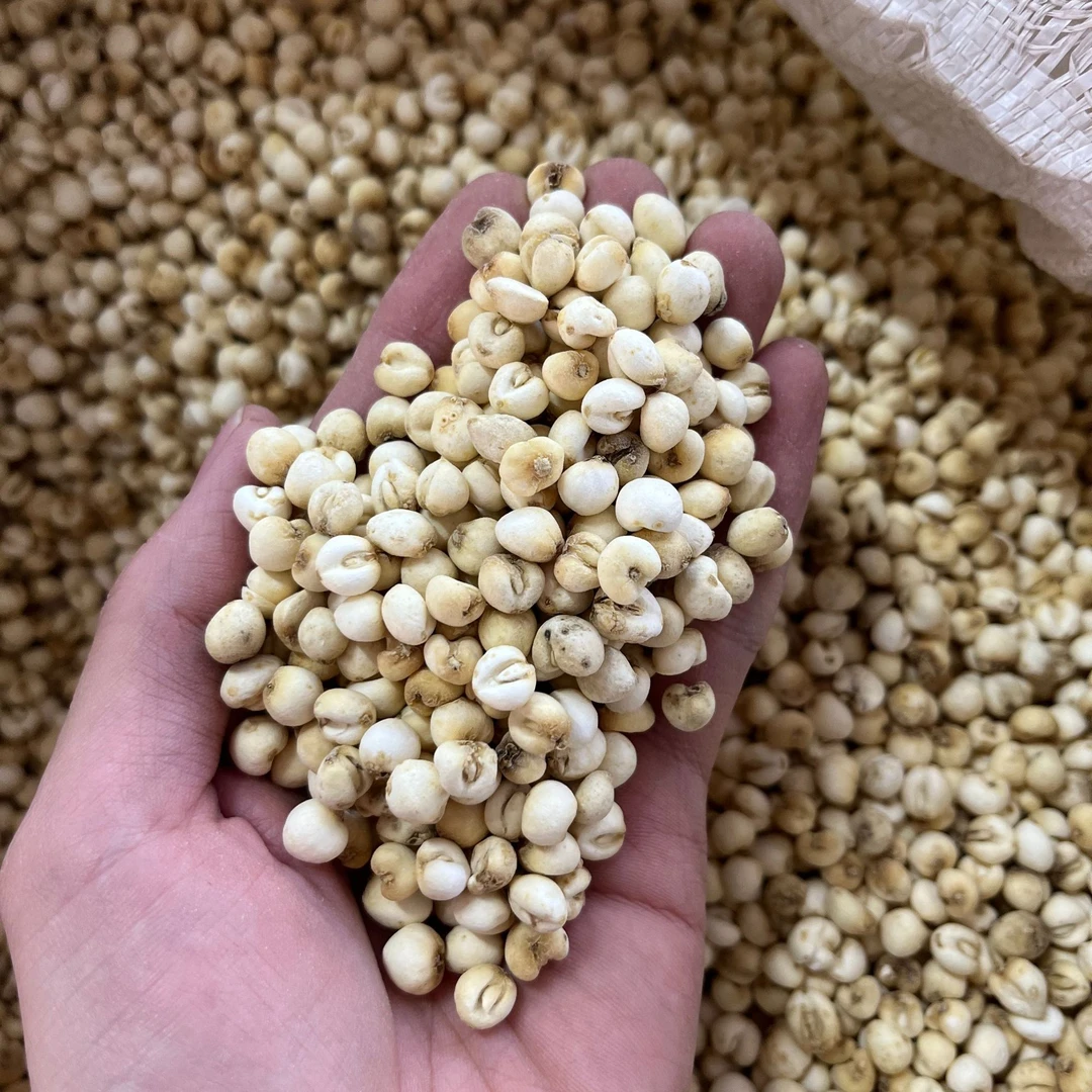 四川精选正品高山贝母山货泡水煲汤百合