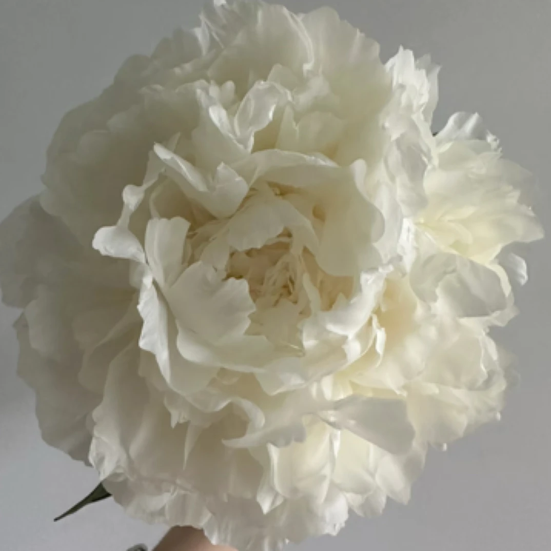 芍药品种（巴林顿之夜）重瓣大花芍药