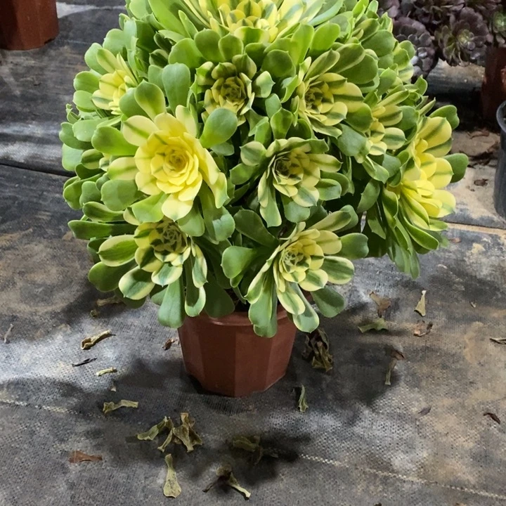 Q***空辛尼亚E00400000000