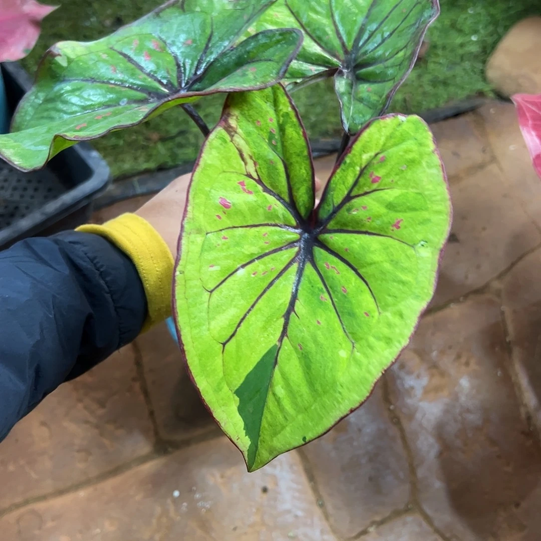 无花朵泰彩莫奈福利24