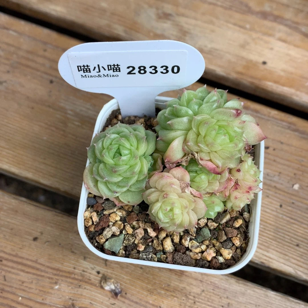 小****南多肉植物麦秆珍妮