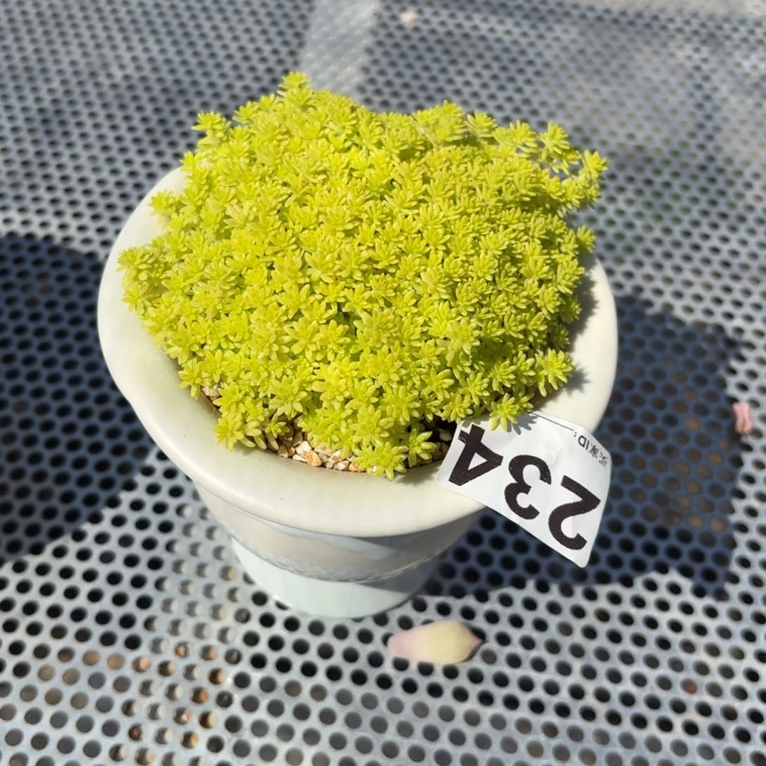 余****黄金草多肉带盆234